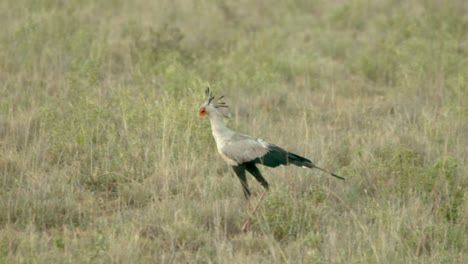 Nahaufnahme-Eines-Sekretärsvogels,-Der-Im-Grasland-Im-Tsavo-West-Nationalpark,-Kenia,-Spaziert