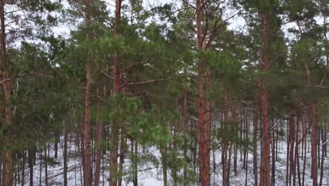 Nature-background-with-pine-tree-forest-on-a-cold-winter-day