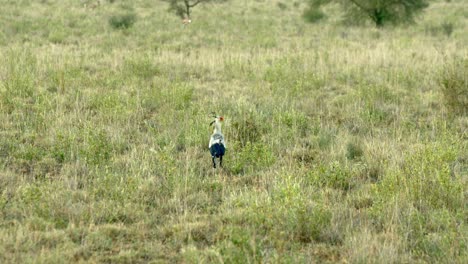Sekretärsvogel,-Der-Auf-Dem-Feld-Im-Tsavo-West-Nationalpark,-Kenia,-Spaziert