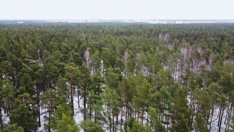 Vuelo-Sobre-El-Bosque-De-Invierno-En-Finlandia,-Vista-Descendente