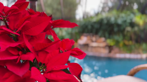 Bright-red-poinsettia-plant-with-turquoise-blue-swimming-pool-waterfall-and-bamboo-in-background