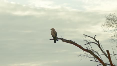 águila-Leonada-Sentada-En-La-Rama-De-Un-árbol-Contra-El-Cielo-Despejado-En-El-Masai-Mara,-Kenia