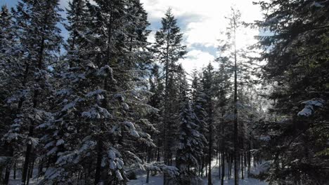 Drone-flying-backward-between-trees-in-snowy-forest