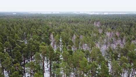Endless-green-pine-forest-with-white-snowy-ground-during-snowfall
