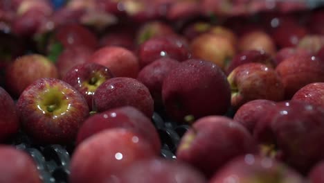 Rote-Äpfel-Werden-Gewaschen-Und-Auf-Einem-Automatischen-Sortierförderband-Im-Obstverpackungshaus-Transportiert