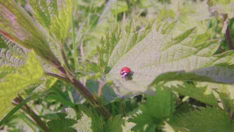 Lady-Beetle-On-A-Green-Leaf-During-Sunny-Summer-Day