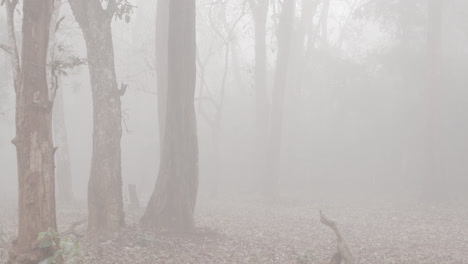 Foggy,-moody-forest-scene-with-leaves-on-ground
