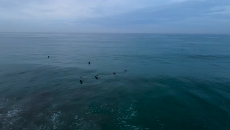 Aerial-view-of-pelicans-flying-above-a-forming-wave-in-the-morning