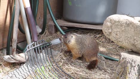 Cute-yellow-bellied-marmot-ground-squirrel-explores-farm-garden-tools