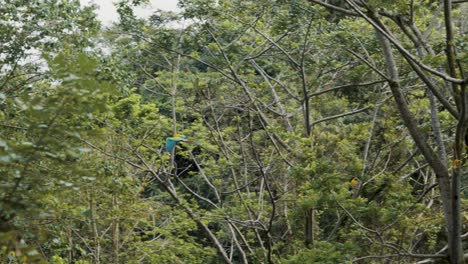 Majestic-tracking-shot-of-colorful-macaw-parrot-flying-in-green-jungle-during-sunny-day