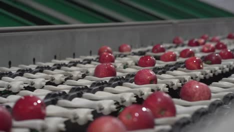 Apples-Moving-on-Automatic-Sorting-Conveyor-Belt-in-Fruit-Packing-House
