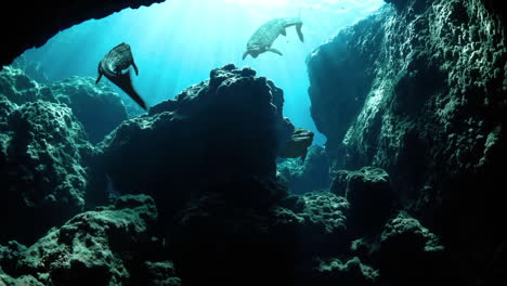 3D-render-animation-of-prehistoric-aquatic-crocodile-dinosaurs-swimming-underwater,-swimming-through-crystal-blue-water