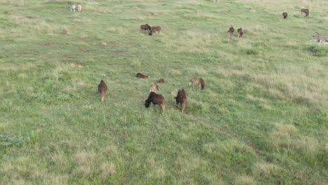 Aerial-drone-footage-of-a-Wildebeest-herds-on-a-summer-grass-plain