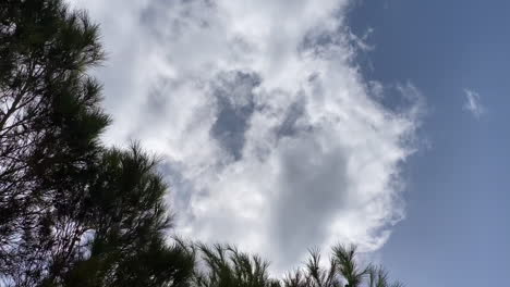 Looking-up-at-pine-tree-needles-blowing-under-windy-cloudy-blue-sky
