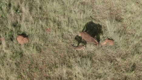 Drone-aerial-top-down-footage-of-a-Wildebeest-baby-grazing-with-its-mother-on-summer-grass-savannah