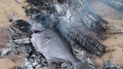 A-sweep-fish-being-cooked-naturally-over-hot-coals-on-a-beach