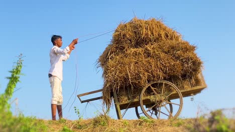 Junger-Bengalischer-Bauer-Schnallt-Heu-Auf-Karren-Im-Ländlichen-Sylhet,-Bangladesch
