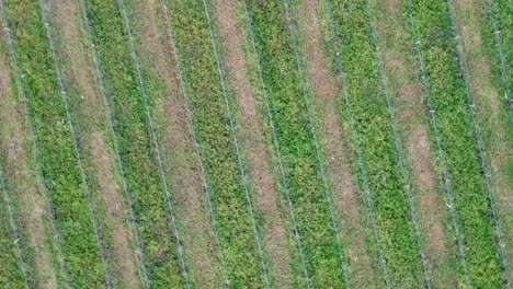 Rotating-view-from-above-of-the-rows-of-a-vineyard-on-the-south-of-Portugal
