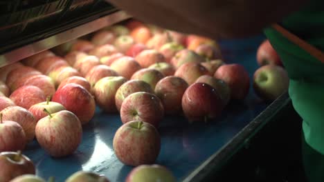 Las-Manzanas-Rojas-Se-Clasifican-Y-Se-Mueven-En-Una-Cinta-Transportadora-De-Clasificación-Automática-En-La-Empacadora-De-Frutas