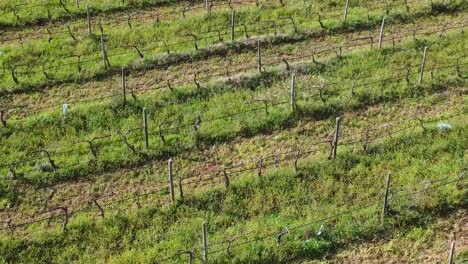 Aerial-view-of-a-vineyard-divided-by-rows