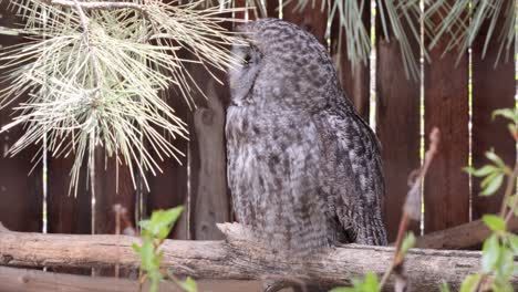 Fluffy-Great-Grey-Owl-rests-peacefully-on-tree-branch-by-wood-fence