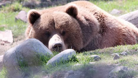 Teddy-bear-Grizzly-relaxes-for-mid-day-nap-in-warm-green-meadow