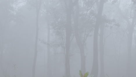 Foggy,-moody-forest-scene-with-leaves-on-ground