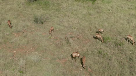 Drohnen-Luftaufnahmen-Einer-Nyala-Antilopenherde-Mit-Einem-Baby,-Das-Auf-Sommerlichem-Savannengras-Weidet