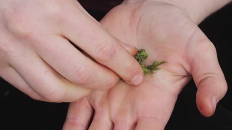 human-hands-macerating-fresh-nettle-leaves