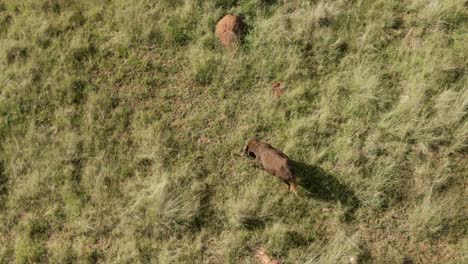 Drone-aerial-top-down-view-of-a-Single-wildebeest-grazing-on-summer-grass-in-the-wild