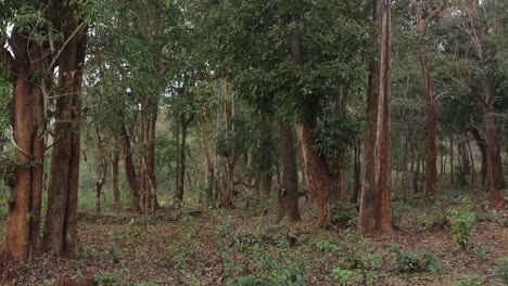 Statische-Aufnahme-Eines-Tropischen-Waldes-In-Indien
