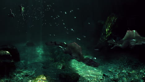 Vista-Submarina-De-Dinosaurios-Prehistóricos-Nadando-Y-Cazando,-Dinosaurio-Acuático,-Animación-En-3D