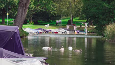 Una-Familia-De-Cisnes-Nadando-Y-Buscando-Comida-En-El-Canal-En-Europapark,-Klagenfurt,-Carintia,-Austria
