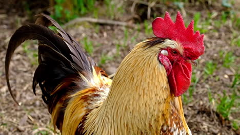 Close-up-of-rooster-at-a-farm,-standing-on-the-ground-and-observing-the-area-during-nice-weather-day