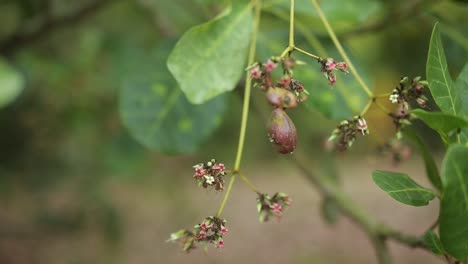 Blätter,-Blüten-Und-Neue-Früchte-Des-Cashewbaums-Wehen-In-Einer-Sanften-Brise