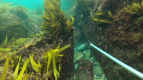 Action-cam-shot-underwater-following-fish-among-sea-weed-off-the-coast-of-Australia