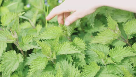 human-hand-gently-touching-fresh-nettle-leaves