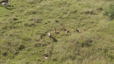 Drone-footage-of-a-Nyala-antelope-herd-laying-in-summer-grass-in-the-wild