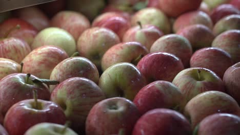 Manzanas-Moviéndose-En-La-Cinta-Transportadora-De-Clasificación-Automática-En-La-Empacadora-De-Frutas