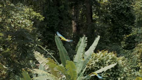 Große-Grüne-Ara-Papageien,-Die-An-Sonnigen-Tagen-Im-Dschungel-In-Der-Luft-Fliegen,-Nahaufnahme