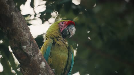 Close-up-shot-of-a-Colorful-Great-Green-Macaw-Sitting-on-a-Branch-of-a-Tree
