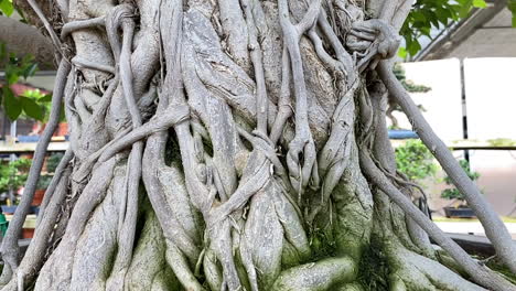 Thick-vine-bonsai-tree-roots-in-Japanese-style-garden,-close-up-shot