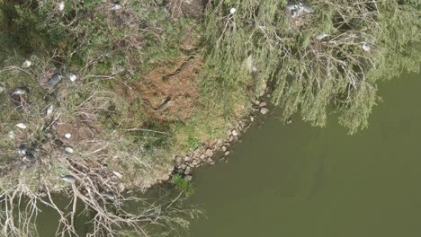 Drohnen-Luftaufnahmen-Einer-Riesigen-Wasserwarane-Auf-Einer-Sonnenverwöhnten-Insel