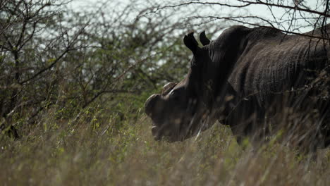Rinoceronte-Blanco-Descornado-Escuchando-Los-Sonidos-Africanos-Rodeados-De-Praderas-Y-árboles-Espinosos