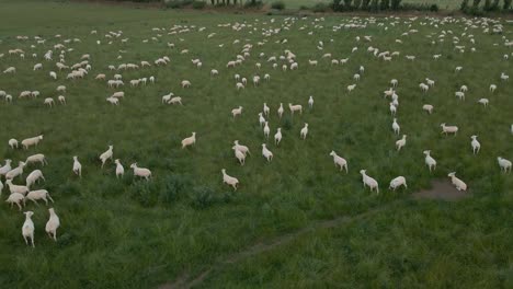 Big-flock-of-sheep-on-verdant-farm-land-in-South-Island,-New-Zealand