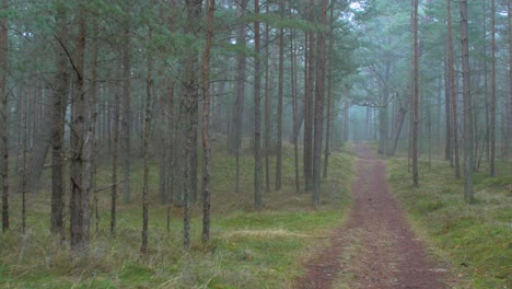 Wild-pine-forest-with-green-moss-and-heather-under-the-trees,-foggy-overcast-day-with-light-mist,-empty-hiking-trail,-Nordic-woodland,-Baltic-sea-coast,-mystic-concept,-wide-handheld-shot