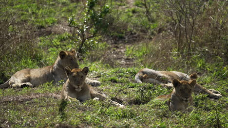 Young-lion-and-lioness-cubs-laying-in-the-bush-surveying-the-landscape-in-Africa,-wide-shot-from-a-safari-vehicle