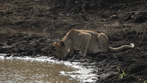 Young-male-lion-drinking-from-the-edge-of-a-muddy-watering-hole-in-a-dry-arid-landscape,-medium-shot-from-a-safari-vehicle-in-Africa