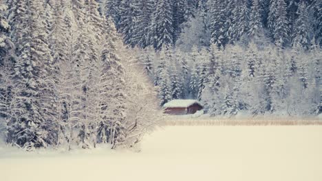 Nadelwald-Im-Winter-Mit-Neuschnee-Bedeckt