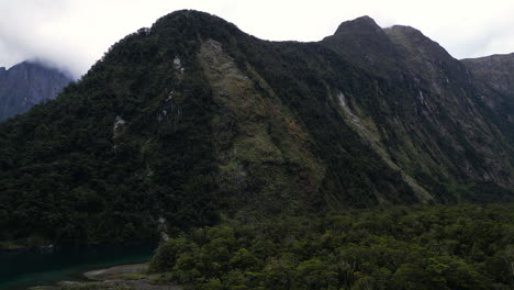 Remains-of-massive-tree-avalanche-in-first-reproduction-stage-in-Milford-Sound,-New-Zealand